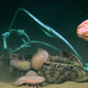 Illustration for article titled Unsettling Video Shows What Happens to a Dead Alligator at the Bottom of the Sea